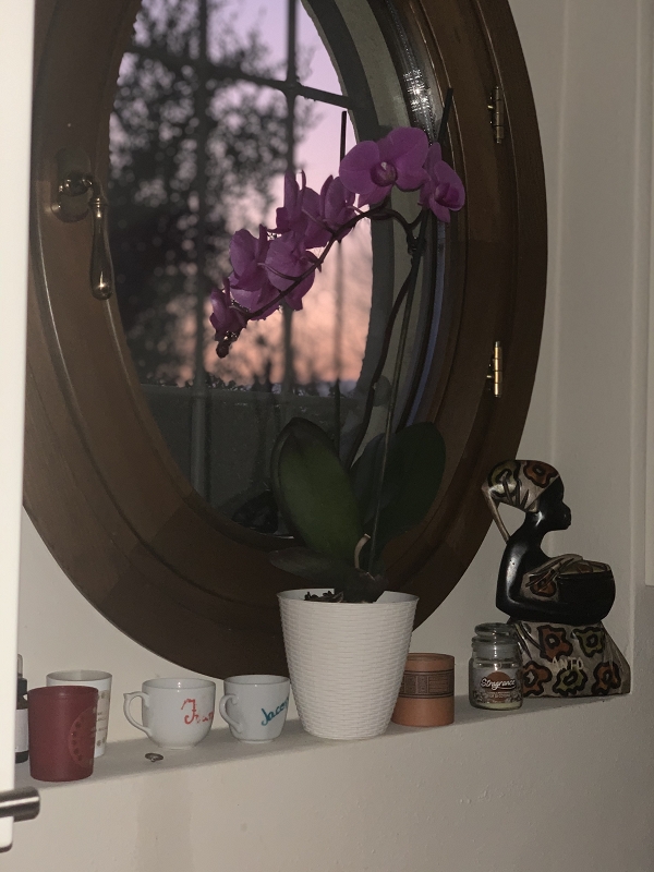 Il tramonto dell’ orchidea